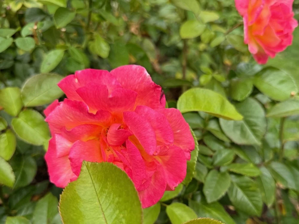 Rosa 'Betty Prior' (Betty Prior Floribunda Rose) — Northwest Blooms